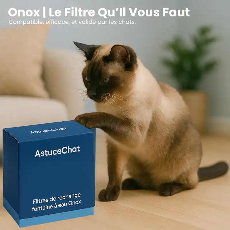 Filtre fontaine eau chats - Onox : chat siamois heureux