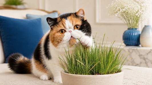 Pourquoi les chats mangent de l’herbe : chat exotic shorthair devant une herbe à chat en intérieur - AstuceChat