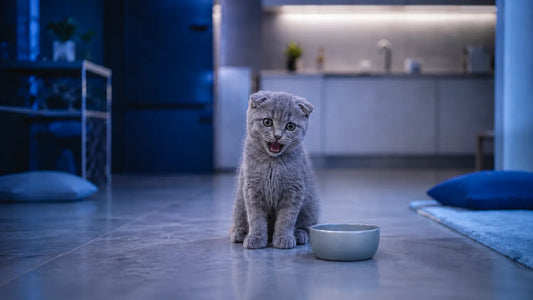 Pourquoi mon chaton miaule la nuit - British Shorthair gris dans une cuisine - AstuceChat