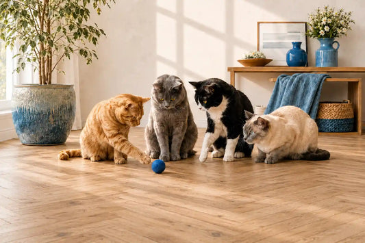 Couleur chat - robes, motifs, patrons et pelage - AstuceChat