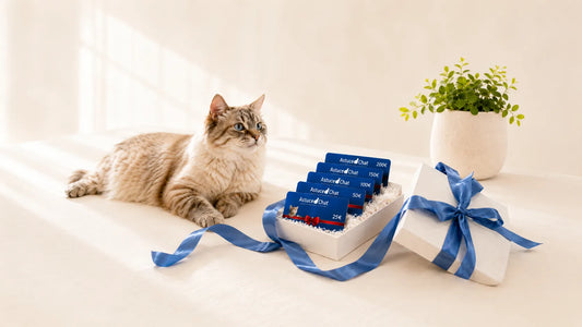 Cadeau pour chat : quelles idées utiles offrir sans se tromper ?