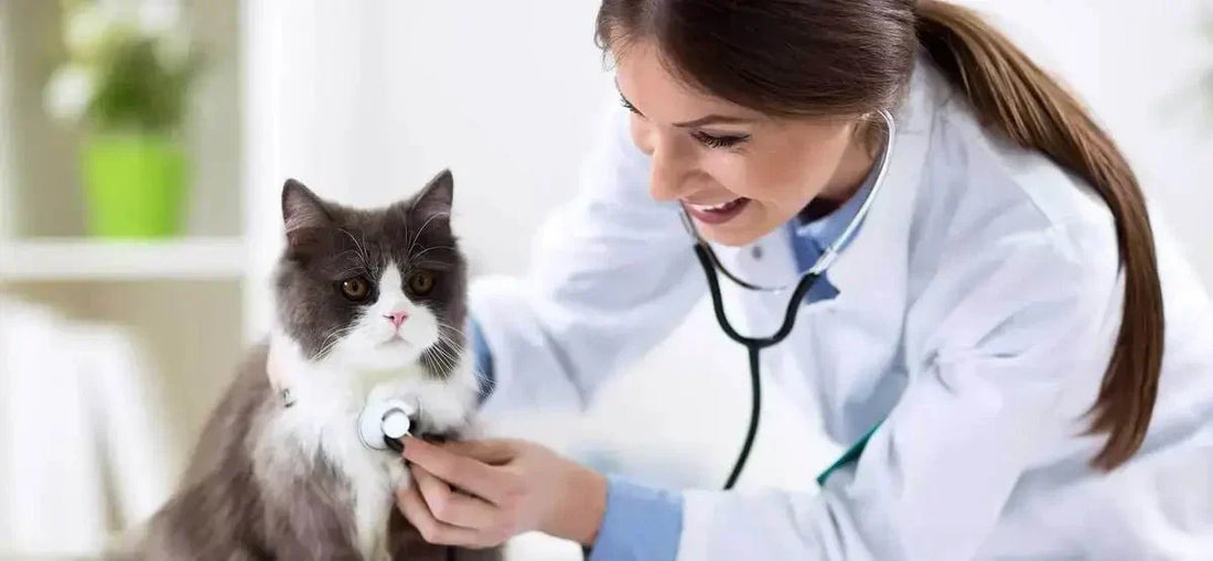 Besoin d’un vétérinaire ? AstuceChat vous Guide en Quelques Clics ! - AstuceChat