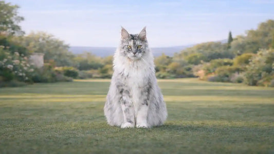 Maine Coon dans la nature - AstuceChat
