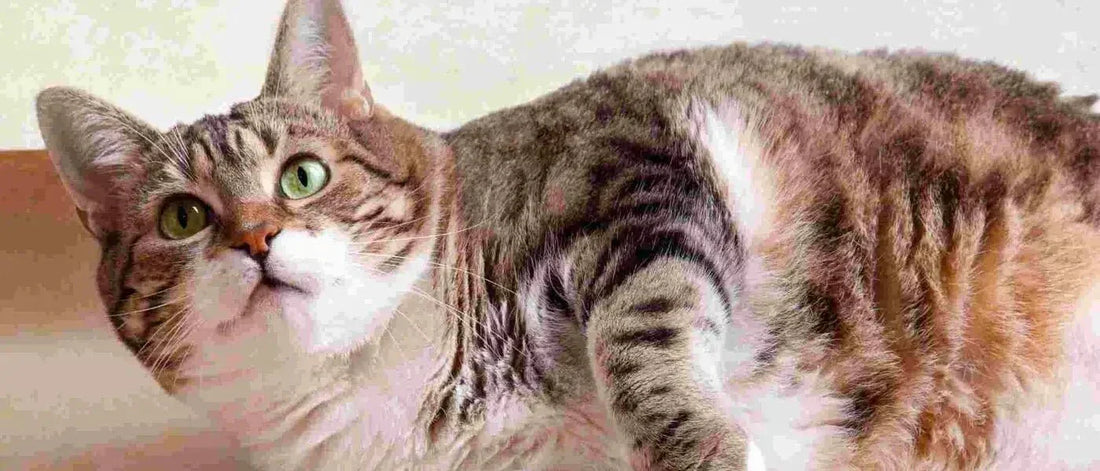 Calculateur de Poids Idéal pour Chats | Suivi du Bien-Être et de la Forme - AstuceChat