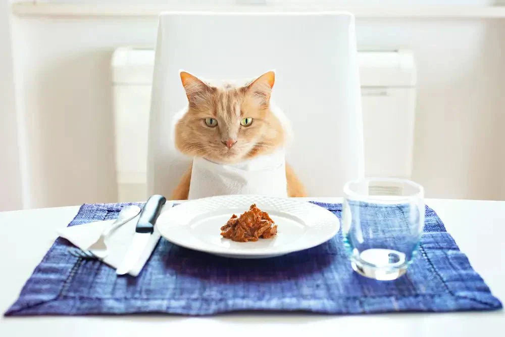 Calculez les Besoins Caloriques de Votre Chat  | Outil Interactif Gratuit ! - AstuceChat