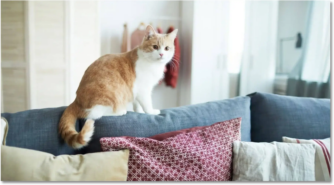 Chat debout sur le haut d'un sofa en appartement - Observation et curiosité