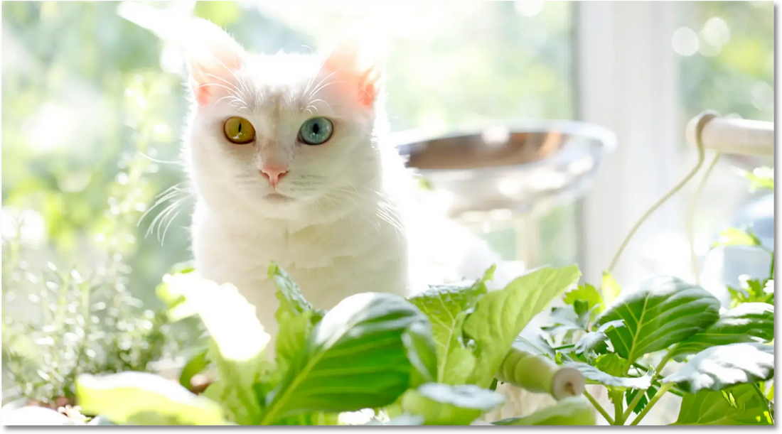 Un chat blanc aux yeux de différentes couleurs posé parmi des plantes d'intérieur, baigné par une lumière douce.