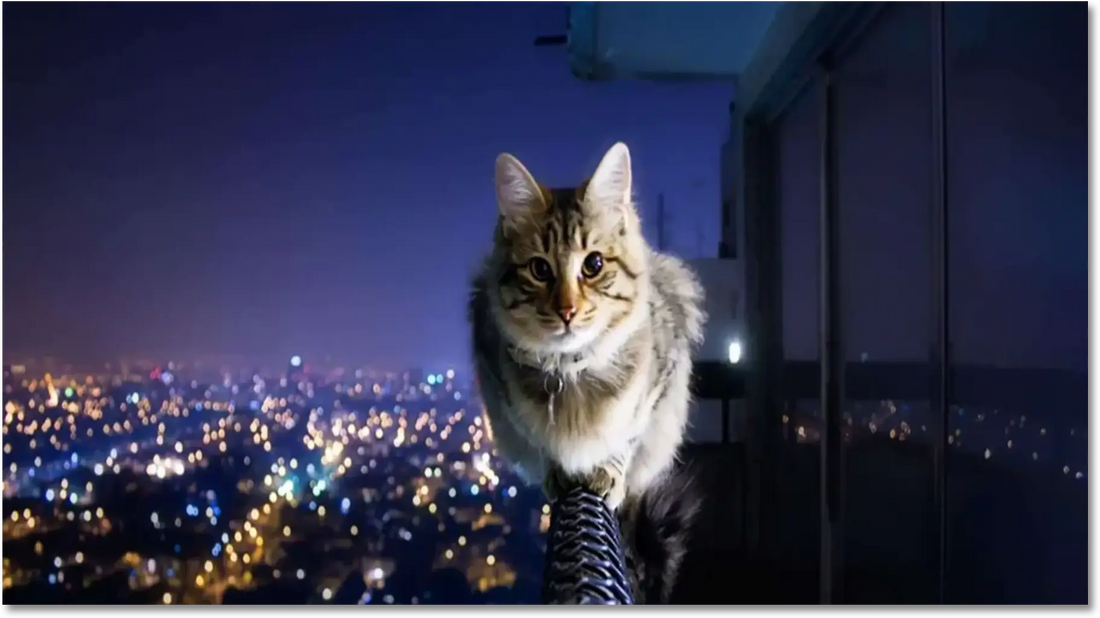 Chat tigré observant la ville illuminée depuis un balcon la nuit – vue en hauteur avec un paysage urbain.