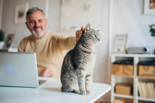 Bien-être du Chat d'Appartement 