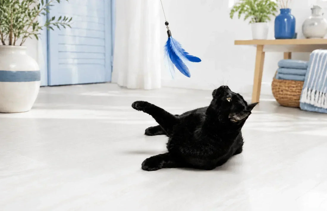 Chat noir - chat jouant avec une plume bleue - AstuceChat