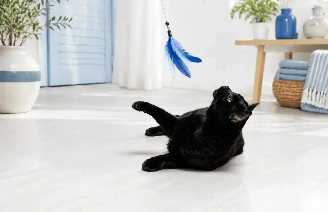 Chat noir - chat jouant avec une plume bleue - AstuceChat