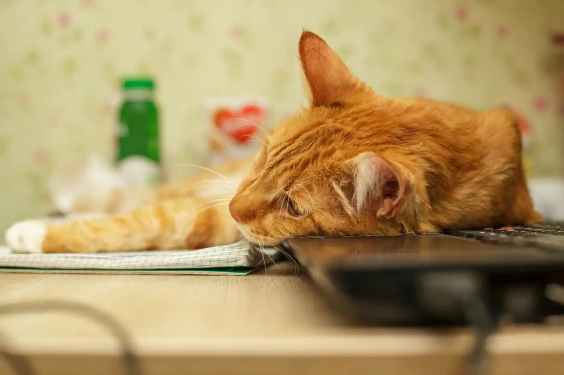 Chat qui vomit – fatigue et perte d'énergie