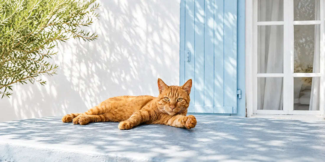 Chat roux - allongé sous une lumière naturelle devant un volet bleu - AstuceChat