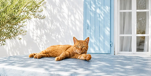 Chat roux - allongé sous une lumière naturelle devant un volet bleu - AstuceChat