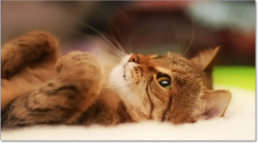 Chat roux mignon en bonne santé se repose