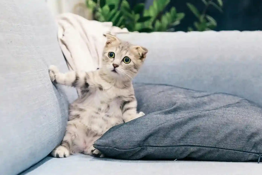 Chaton curieux assis sur un canapé