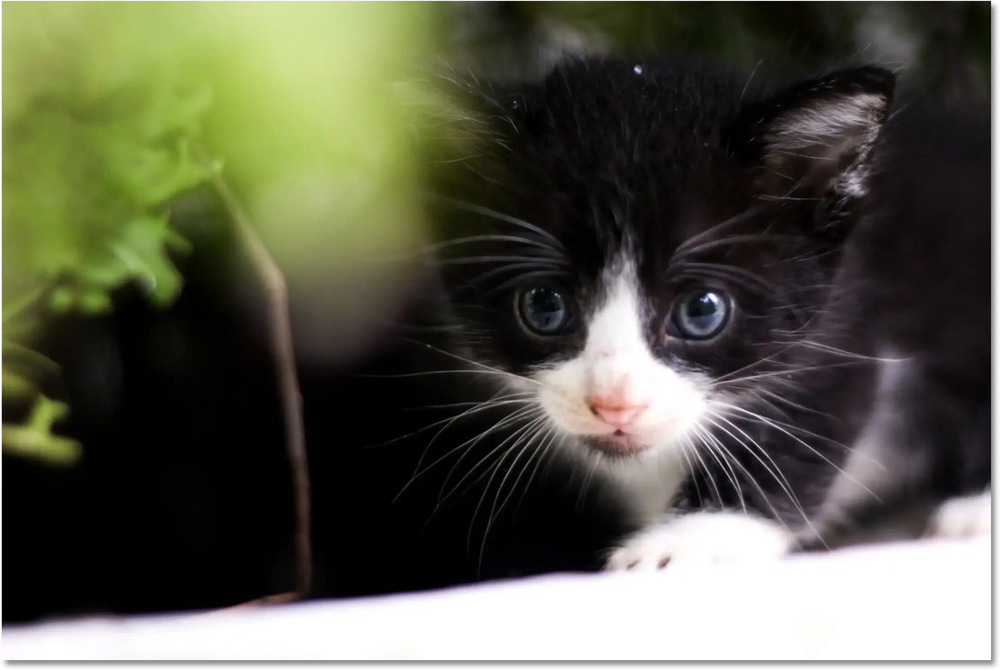 Adorable chaton blanc et noir jetant un coup d'oeil à travers la verdure – compagnon parfait pour la découverte.