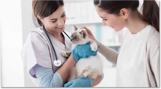 Des gentilles vétérinaires examinent un chaton gris et blanc