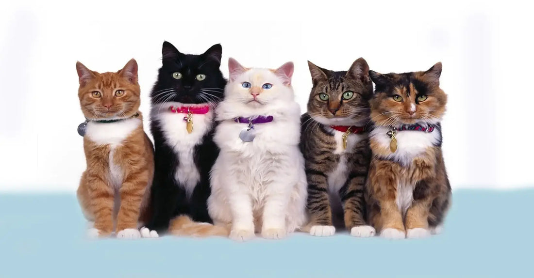 Cinq chats posent