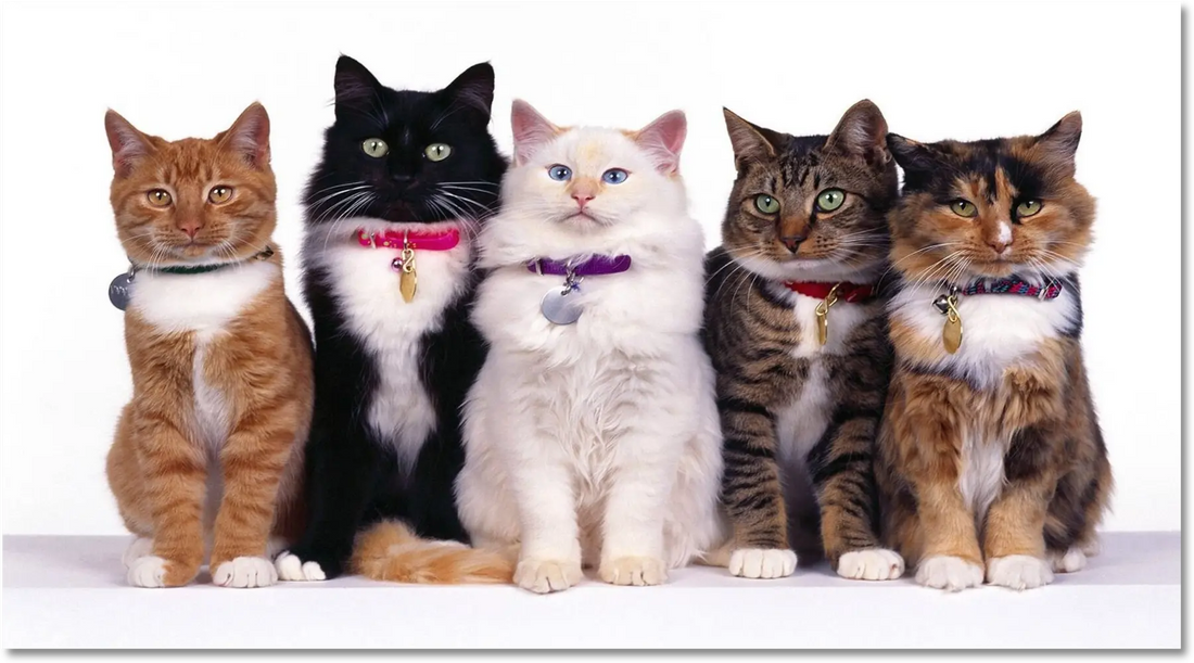 Cinq chats de couleurs différentes assis côte à côte, chacun avec un collier distinct. Un roux, un noir et blanc, un blanc à yeux bleus, un tigré, et un chat tricolore, reflétant chacun leur personnalité unique.