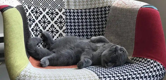 Fontaine à eau chat sans électricité Oluna par AstuceChat