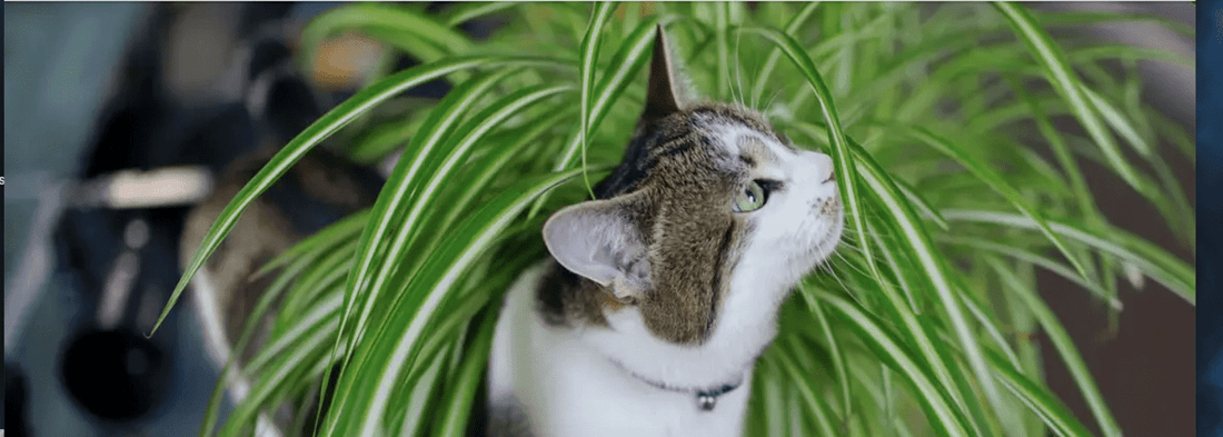 Les 25 Meilleures Plantes d’Intérieur Sans Danger pour les Chats - AstuceChat