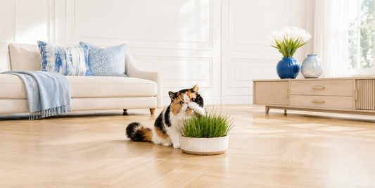 Pourquoi les chats mangent de l’herbe : chat exotic shorthair devant une herbe à chat en intérieur - AstuceChat