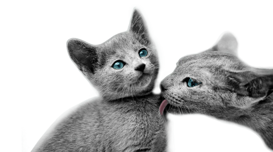 Quel Type de Chat Avez-Vous ? Faites le Test et Découvrez-le ! - AstuceChat