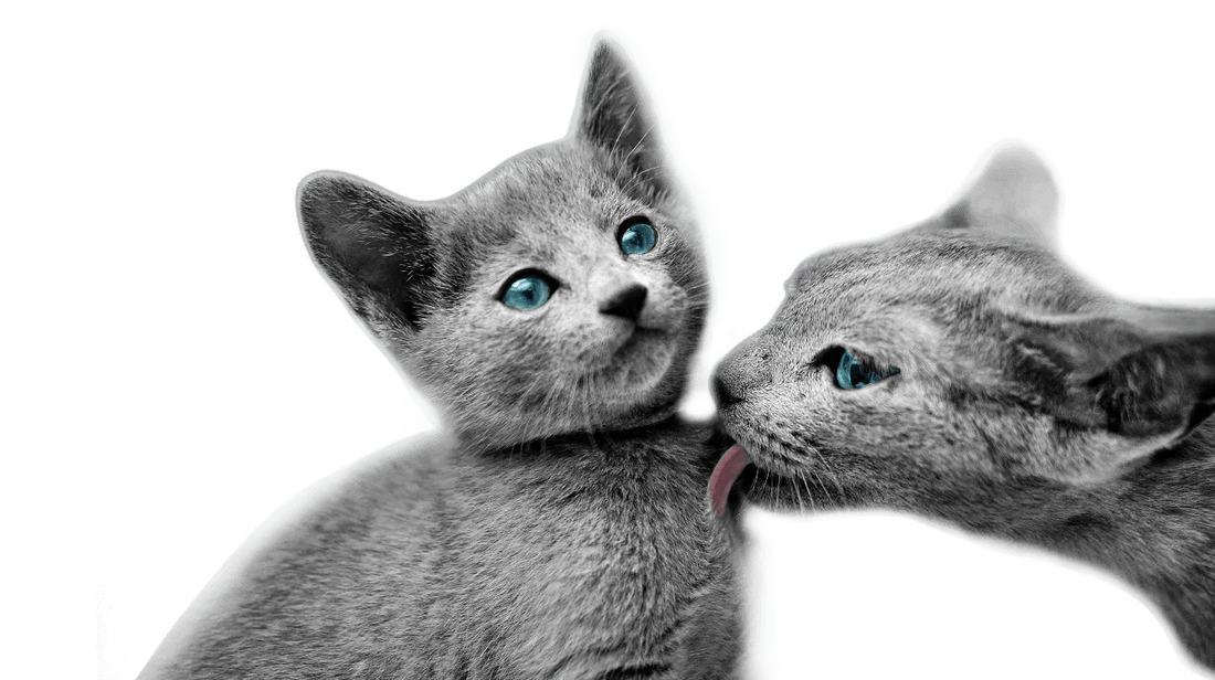 Quel Type de Chat Avez-Vous ? Faites le Test et Découvrez-le ! - AstuceChat