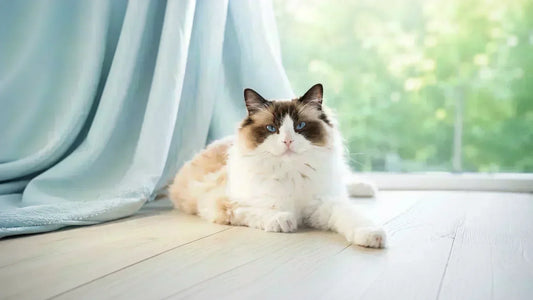 Ragdoll - chat bicolore allongé près d’une fenêtre - AstuceChat