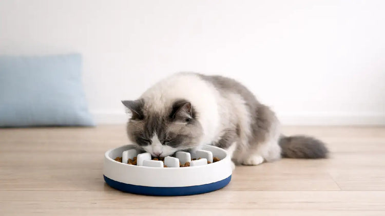Gamelle anti-glouton chat Ragdoll ralentissant la prise alimentaire