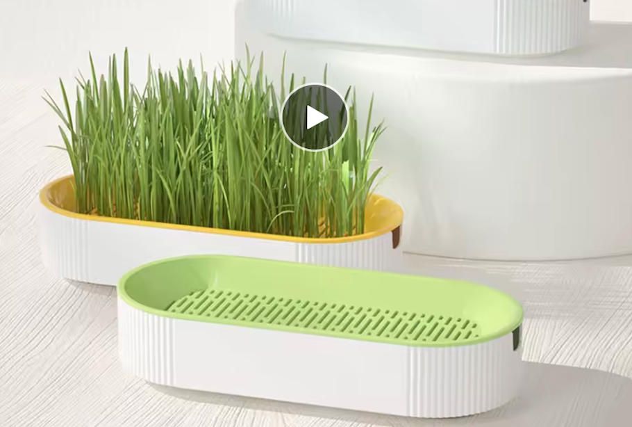 Jardinière herbe à chat › Axjardin