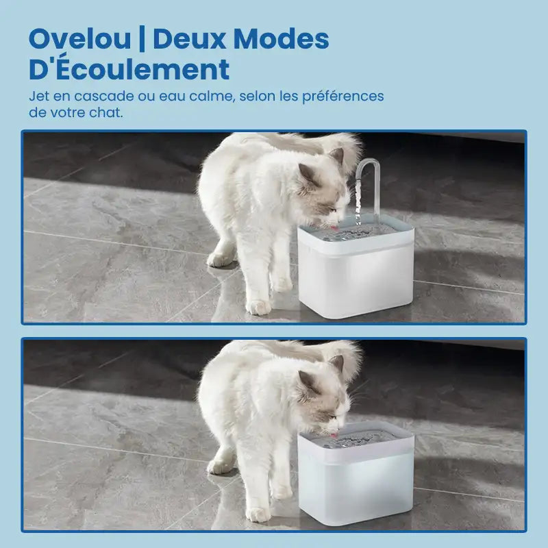 Fontaine eau chat › Ovelou
