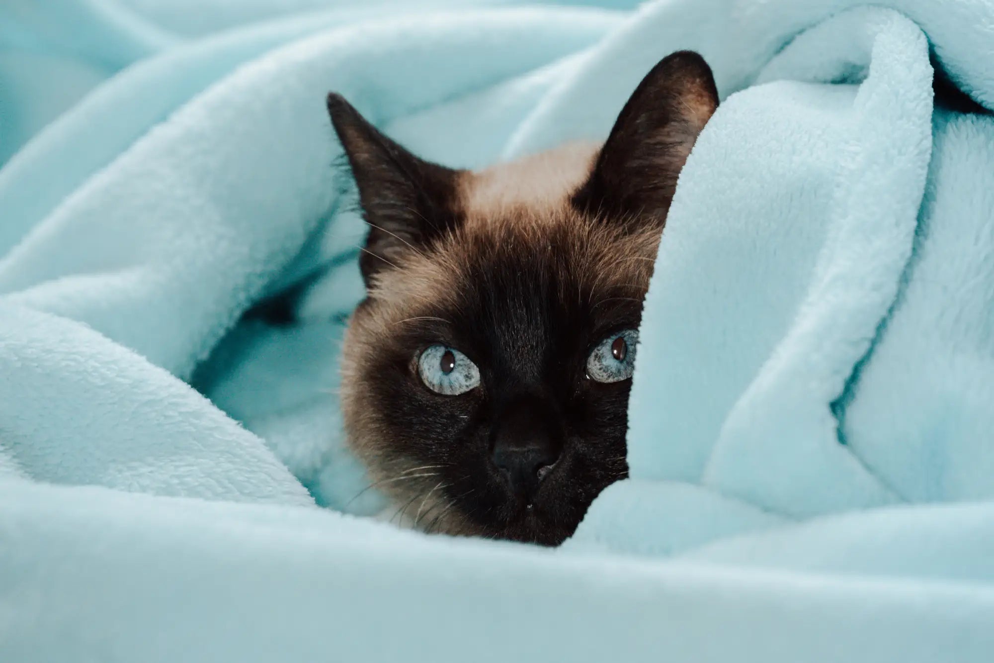 Chat couverture bleue AstuceChat