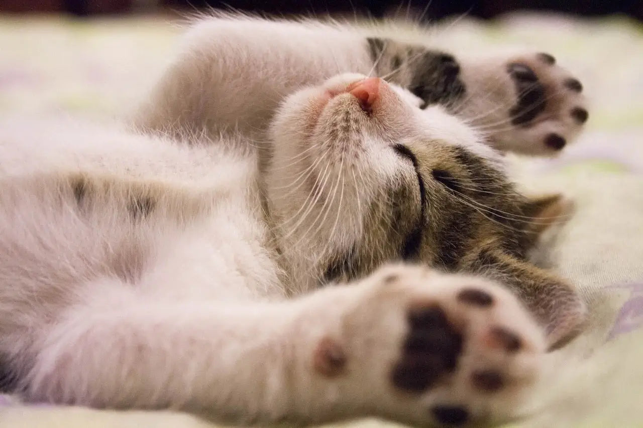 Le chaton tigré dort paisiblement, étendu sur le dos dans une position relaxée. Avec sa fourrure douce et ses pattes en avant, il incarne le bien-être félin. Cet instant de tranquillité est parfait pour illustrer des conseils sur la relaxation des animaux ou les moments de repos. Recommandé par AstuceChat, ce moment rappelle l’importance du confort pour un chat heureux.