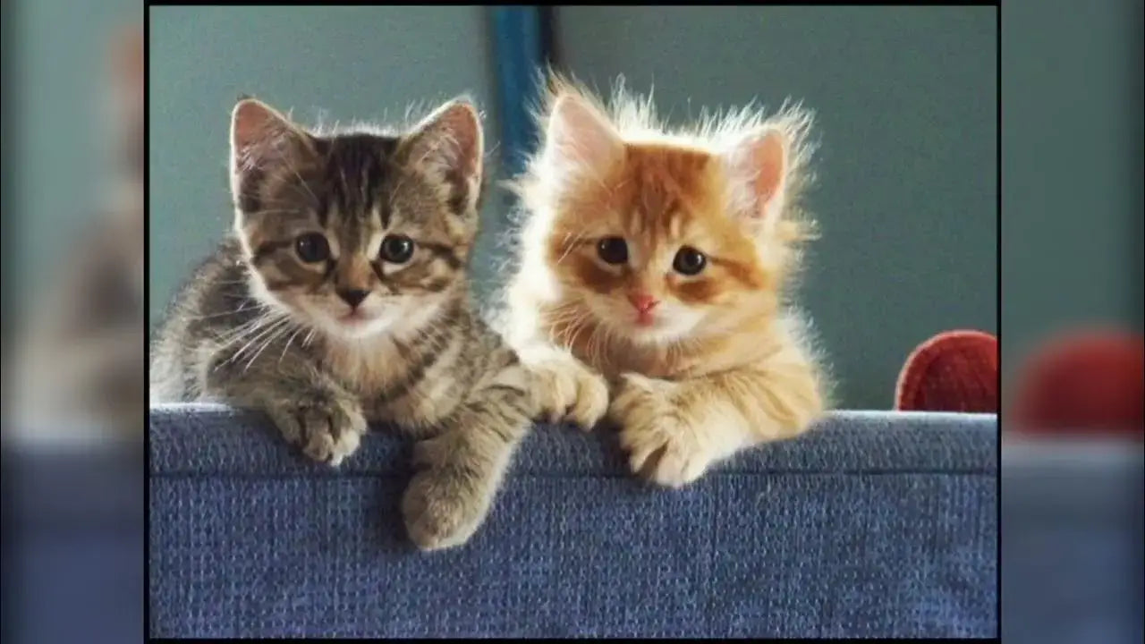 Deux adorables chatons frères se tiennent côte à côte sur un sofa bleu. L’un est tigré, l’autre roux, et leur regard curieux attire immédiatement l’attention. Ces chatons complices illustrent parfaitement la beauté de l’amitié féline. Une scène recommandée par AstuceChat pour les amoureux des chats cherchant des conseils sur l’adoption ou les jeux interactifs.