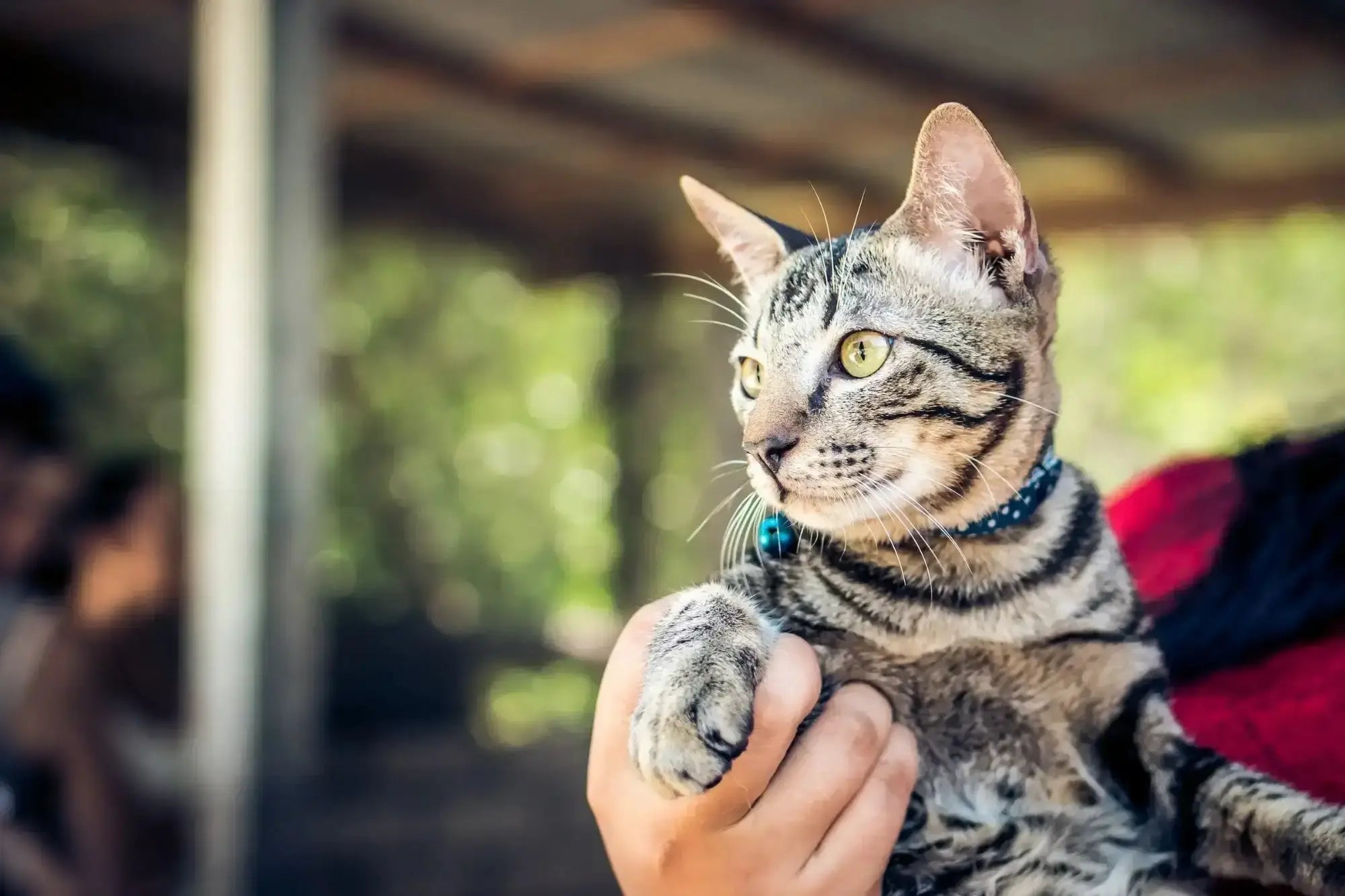 Découvrez Chatoo®️, le collier pour chat idéal recommandé par AstuceChat. Conçu pour allier style et praticité, ce collier chat élégant est équipé d’un grelot, permettant de garder votre compagnon félin visible en toute circonstance. Avec Chatoo®️, offrez à votre chat un accessoire confortable et sécurisé. Ce collier pour chat est parfait pour les propriétaires soucieux du bien-être et du style de leur animal. 