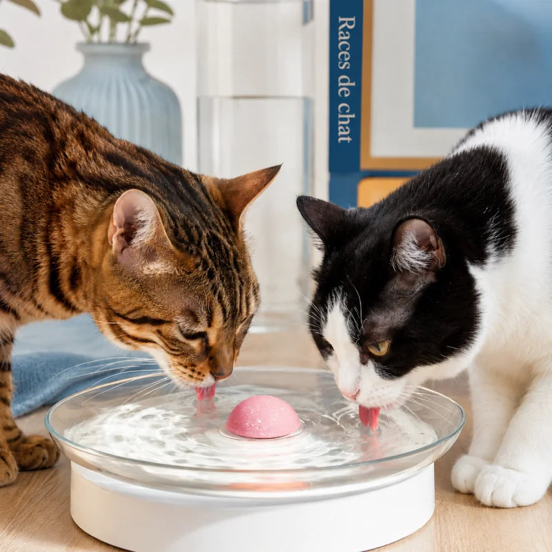 Distributeur d’eau pour chat à filtre inox permanent - Odis : deux chats qui boivent dans la coupelle - AstuceChat