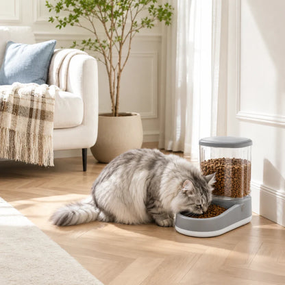 Distributeur nourriture chat - Coria : vignette catégorie avec Maine Coon argenté - AstuceChat