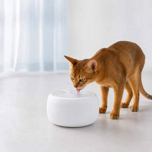 Fontaine à eau chat silencieuse - Oarty : Blanc Nacré lifestyle Abyssin  fauve - AstuceChat