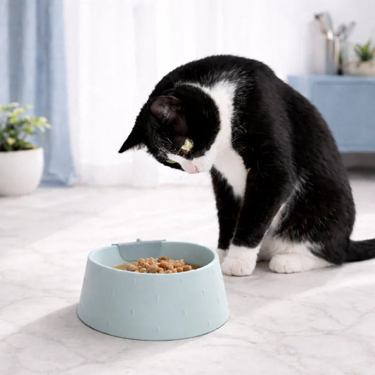Gamelle chat anti renversement - Galéor : chat devant la gamelle - AstuceChat
