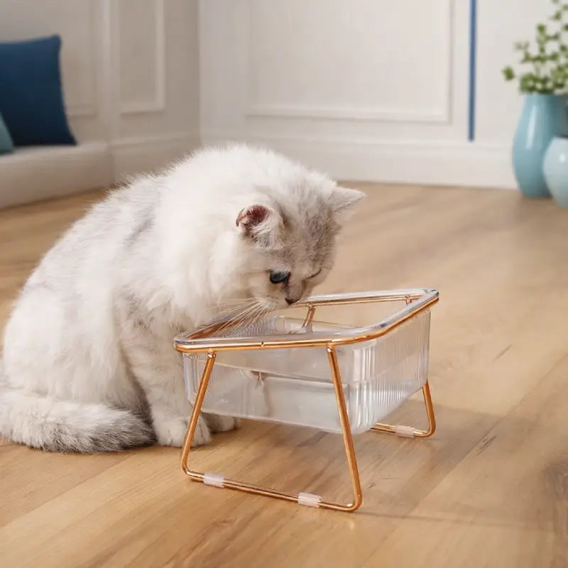 Gamelle chat eau - Gaïdra : chat blanc Persan devant un bol surélevé - AstuceChat