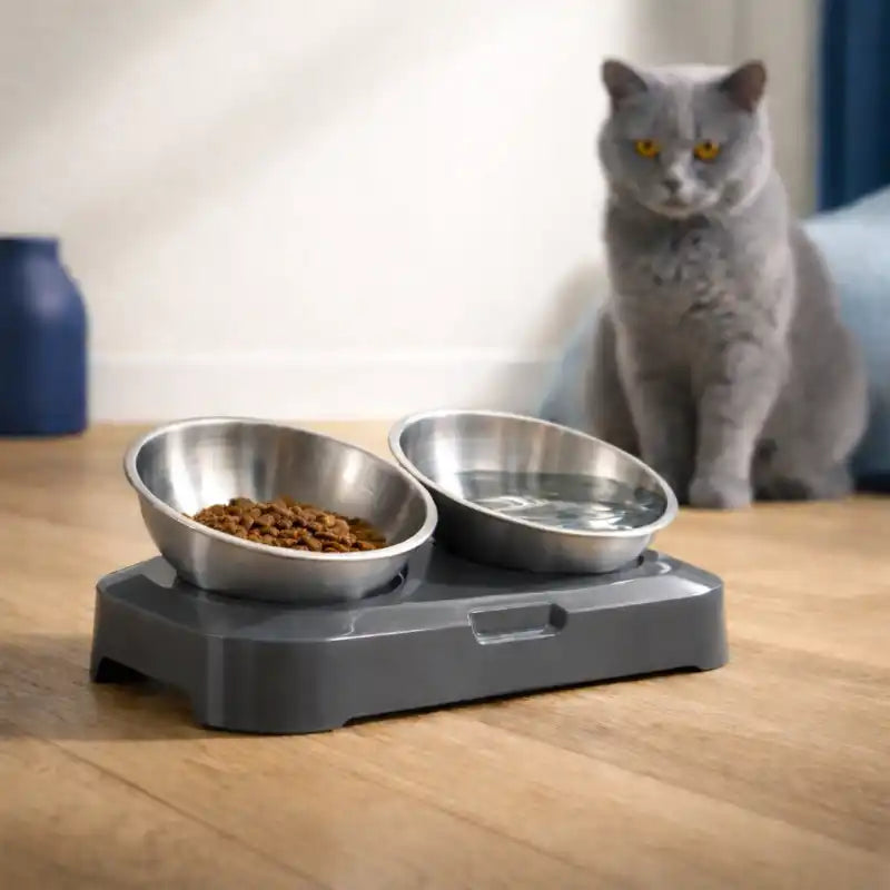 Gamelle chat en hauteur - Galénaï : lifestyle British Shorthair gris - AstuceChat