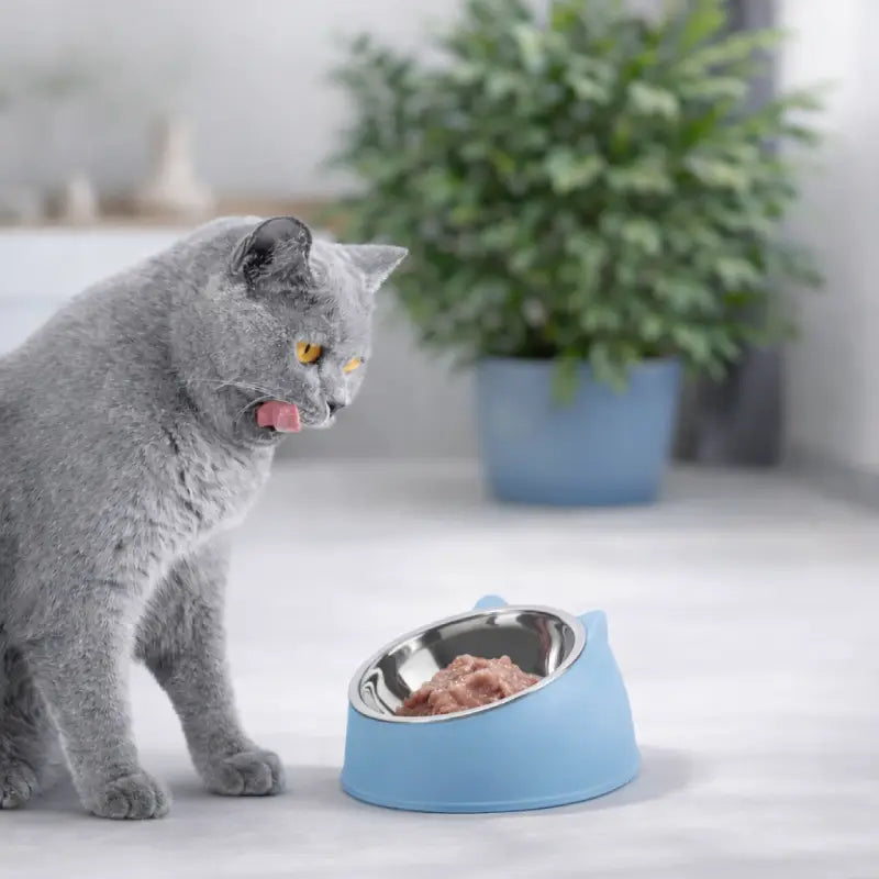 Gamelle chat inclinée - Gavéon : chat gris devant gamelle Bleu Céleste - AstuceChat