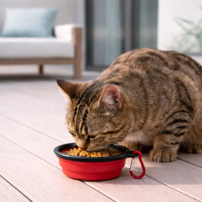 Gamelle chat silicone - Gaflexi - chat qui mange des croquettes dans la gamelle à la maison - AstuceChat