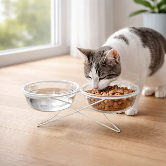 Gamelle chat verre - Gavska utilisée par un chat près d’une fenêtre avec bol eau et croquettes - AstuceChat