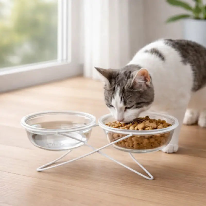 Gamelle chat verre - Gavska : lifestyle chat blanc et gris - AstuceChat