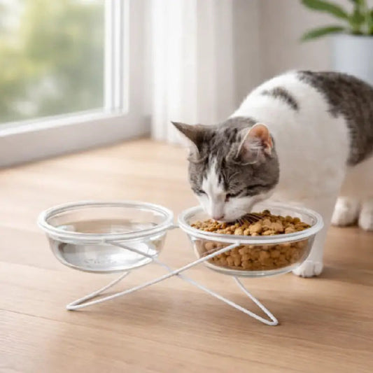 Gamelle chat verre - Gavska : lifestyle chat blanc et gris - AstuceChat