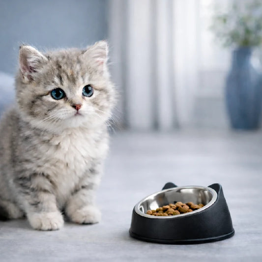 Gamelle chaton inclinée - Gattino : chaton avec gamelle Noir Onyx - AstuceChat