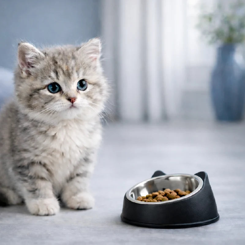 Gamelle chaton inclinée - Gattino : lifestyle chaton gris - AstuceChat
